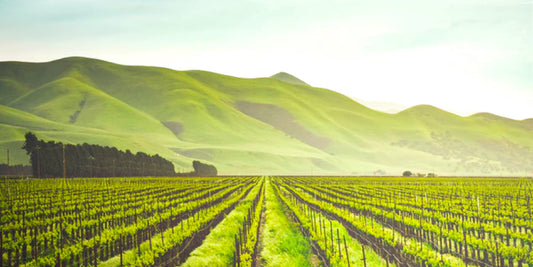 Why You Should Be Drinking Organic Wine