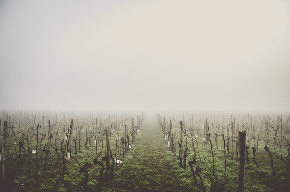 Wine & Weather: A Marriage Made in Heaven...Or Hell