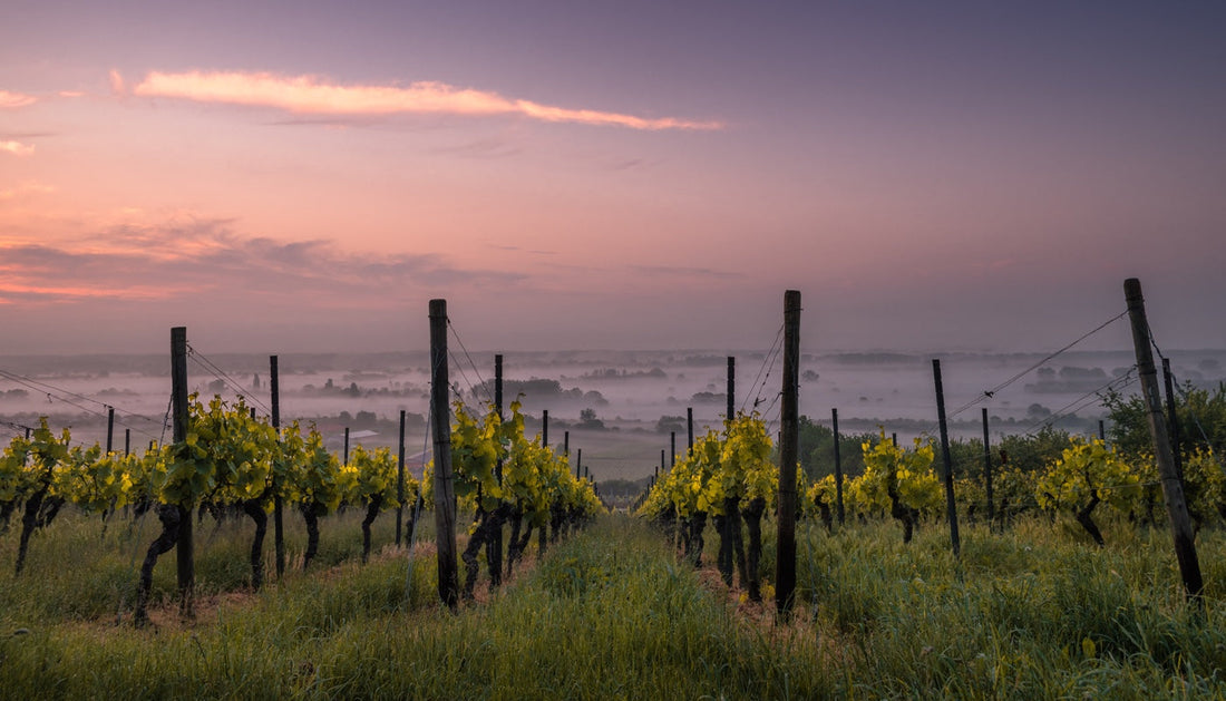 What Exactly is “Terroir”? And Why Does it Matter? — Vinebox
