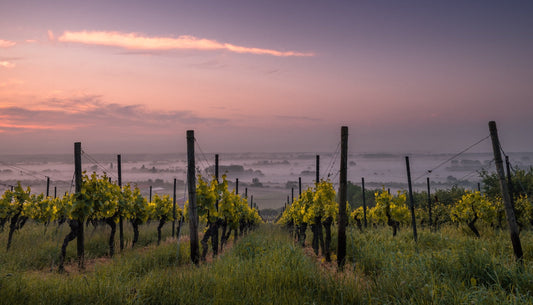 What Exactly is “Terroir”? And Why Does it Matter? — Vinebox